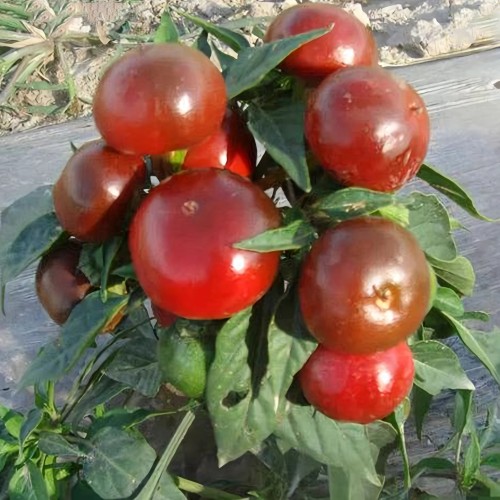 Ornamental Chili Pepper Seeds in Assorted Colors