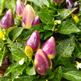Ornamental Chili Pepper Seeds in Assorted Colors