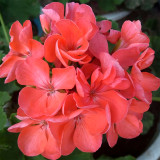 Geranium Seeds - Hrizon Coral Spice