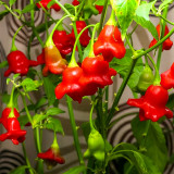 Ornamental Chili Pepper Seeds in Assorted Colors