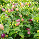 Ornamental Chili Pepper Seeds in Assorted Colors