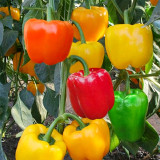 Ornamental Chili Pepper Seeds in Assorted Colors