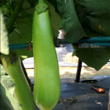 Elevate Your Garden with Emerald Long Eggplant Seeds