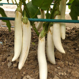 White Long Eggplant Seeds: Pure White Skin and Flesh