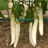 White Long Eggplant Seeds: Pure White Skin and Flesh