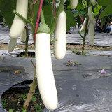 White Long Eggplant Seeds: Pure White Skin and Flesh