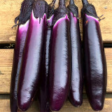 Spring-Summer Eggplant Seeds: Thick-Fleshed, Purple-Red Variety
