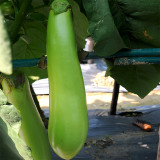 Elevate Your Garden with Emerald Long Eggplant Seeds