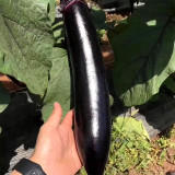 Shiny Black Beauty: Thick and Tender Long Eggplant Seeds