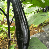 Shiny Black Beauty: Thick and Tender Long Eggplant Seeds