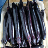 Shiny Black Beauty: Thick and Tender Long Eggplant Seeds