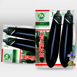 Shiny Black Beauty: Thick and Tender Long Eggplant Seeds