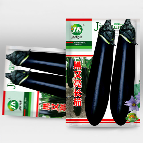 Shiny Black Beauty: Thick and Tender Long Eggplant Seeds
