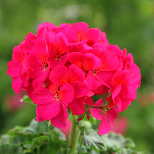 Geranium Seeds - Horizon Violet