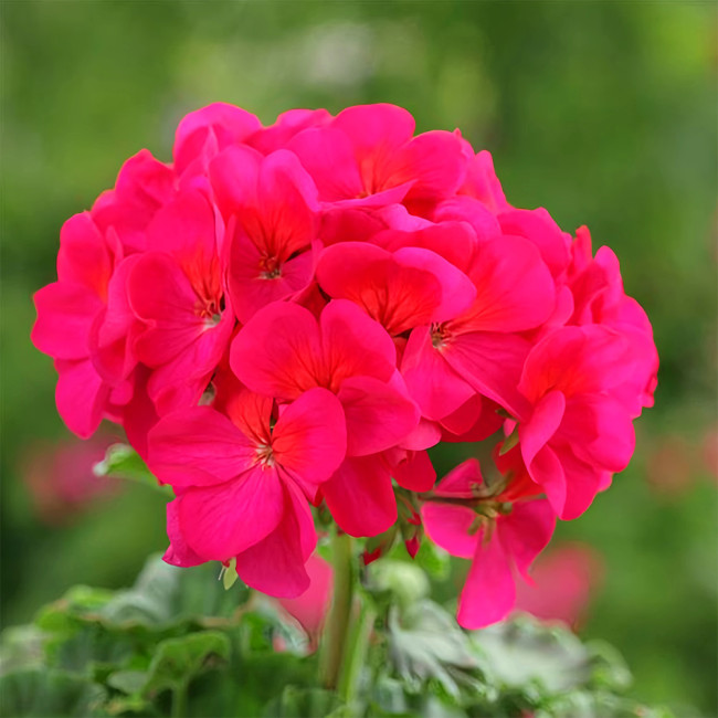 Geranium Seeds - Horizon Violet