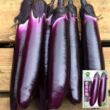 Spring-Summer Eggplant Seeds: Thick-Fleshed, Purple-Red Variety