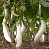 White Long Eggplant Seeds: Pure White Skin and Flesh
