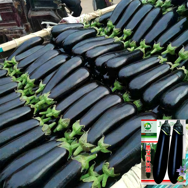 Shiny Black Beauty: Thick and Tender Long Eggplant Seeds
