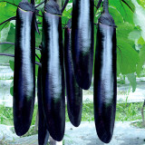 Shiny Black Beauty: Thick and Tender Long Eggplant Seeds