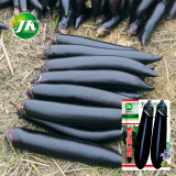 Shiny Black Beauty: Thick and Tender Long Eggplant Seeds