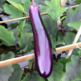 Spring-Summer Eggplant Seeds: Thick-Fleshed, Purple-Red Variety