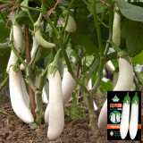 White Long Eggplant Seeds: Pure White Skin and Flesh