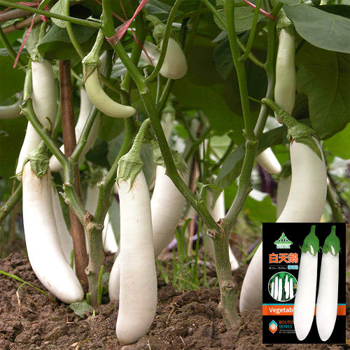 White Long Eggplant Seeds: Pure White Skin and Flesh
