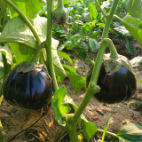 Black Beauty Eggplant Seeds