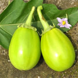 Xi'an Green Allure: Unveiling the Green Eggplant Seeds