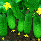 Compact and Tasty: No-Stake Mini Cucumber Varieties