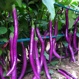 Purple Pleasure: Hangzhou Eggplant Seeds - Slim and Tasty