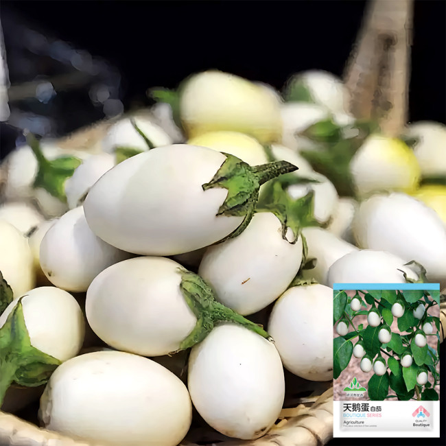 Cultivate Charm: 'White Baby' Round Eggplant Seeds