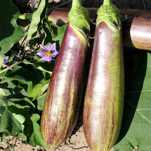 Bamboo Silk Marvel: Flowering Eggplant Seeds from Sichuan
