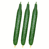 Time-Honored Greens: 'Jinyan No.4' Thorny Cucumber Seed Marvels