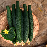 Time-Honored Greens: 'Jinyan No.4' Thorny Cucumber Seed Marvels