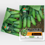 Compact and Tasty: No-Stake Mini Cucumber Varieties