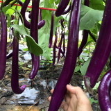 Purple Pleasure: Hangzhou Eggplant Seeds - Slim and Tasty
