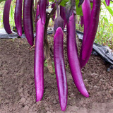 Purple Pleasure: Hangzhou Eggplant Seeds - Slim and Tasty