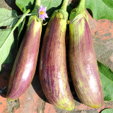 Bamboo Silk Marvel: Flowering Eggplant Seeds from Sichuan