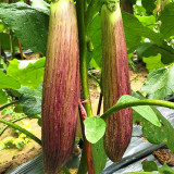 Bamboo Silk Marvel: Flowering Eggplant Seeds from Sichuan