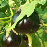 Black Beauty Eggplant Seeds