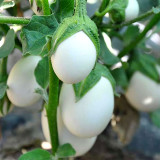 Cultivate Charm: 'White Baby' Round Eggplant Seeds