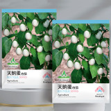 Cultivate Charm: 'White Baby' Round Eggplant Seeds