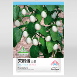 Cultivate Charm: 'White Baby' Round Eggplant Seeds