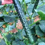 Time-Honored Greens: 'Jinyan No.4' Thorny Cucumber Seed Marvels