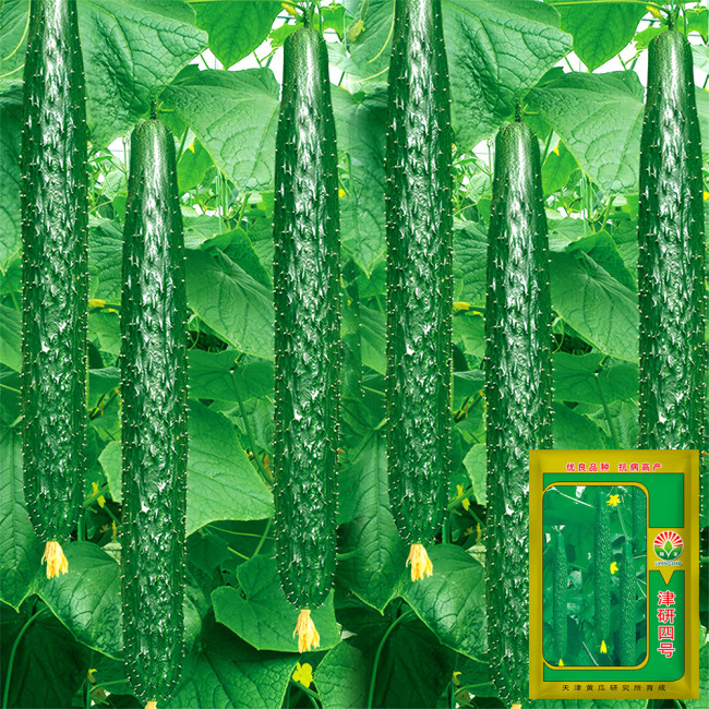 Time-Honored Greens: 'Jinyan No.4' Thorny Cucumber Seed Marvels