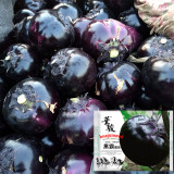 Garden Noir: Explore the World of Black Round Eggplant Seeds
