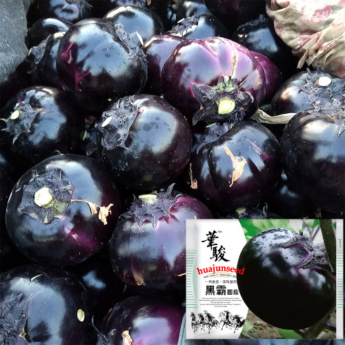 Garden Noir: Explore the World of Black Round Eggplant Seeds