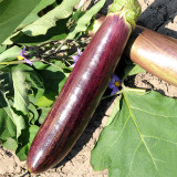Bamboo Silk Marvel: Flowering Eggplant Seeds from Sichuan