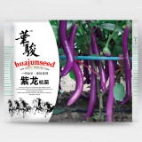 Purple Pleasure: Hangzhou Eggplant Seeds - Slim and Tasty